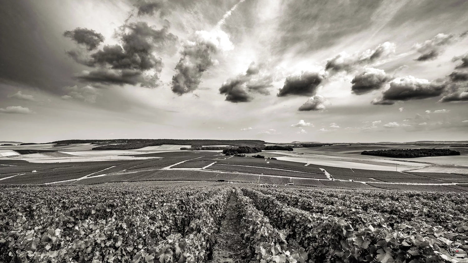 Ces vignerons qui participent à la notoriété grandissante des Coteaux du Petit Morin