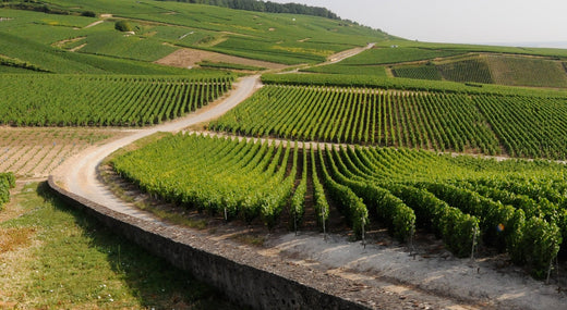 Les crus de Champagne Succul’