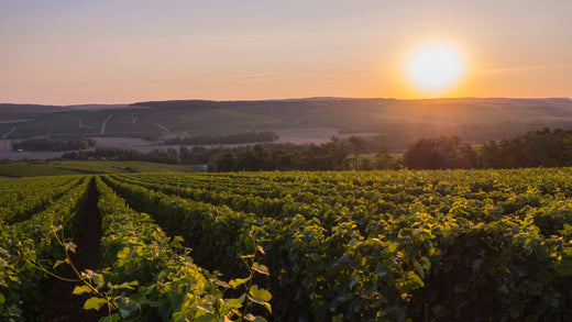 Les Champagnes de la Côte des Bar Succul’