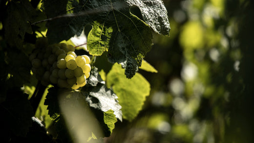 Les cépages de Champagne Succul’