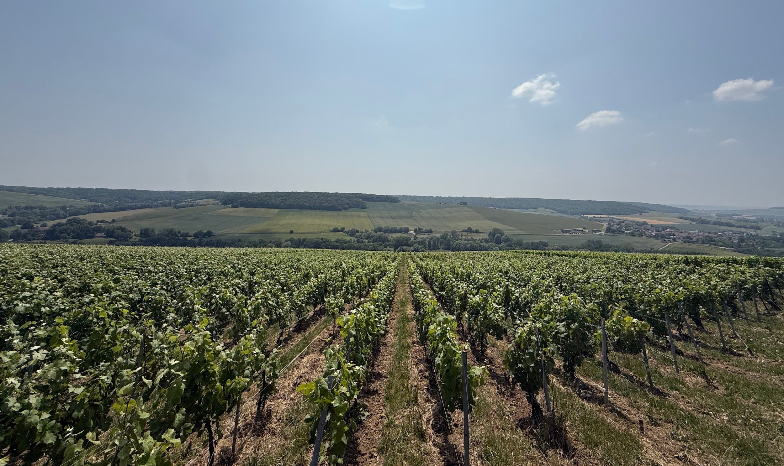 Parcelle du Champagne A. Limar à La Neuville-aux-Larris