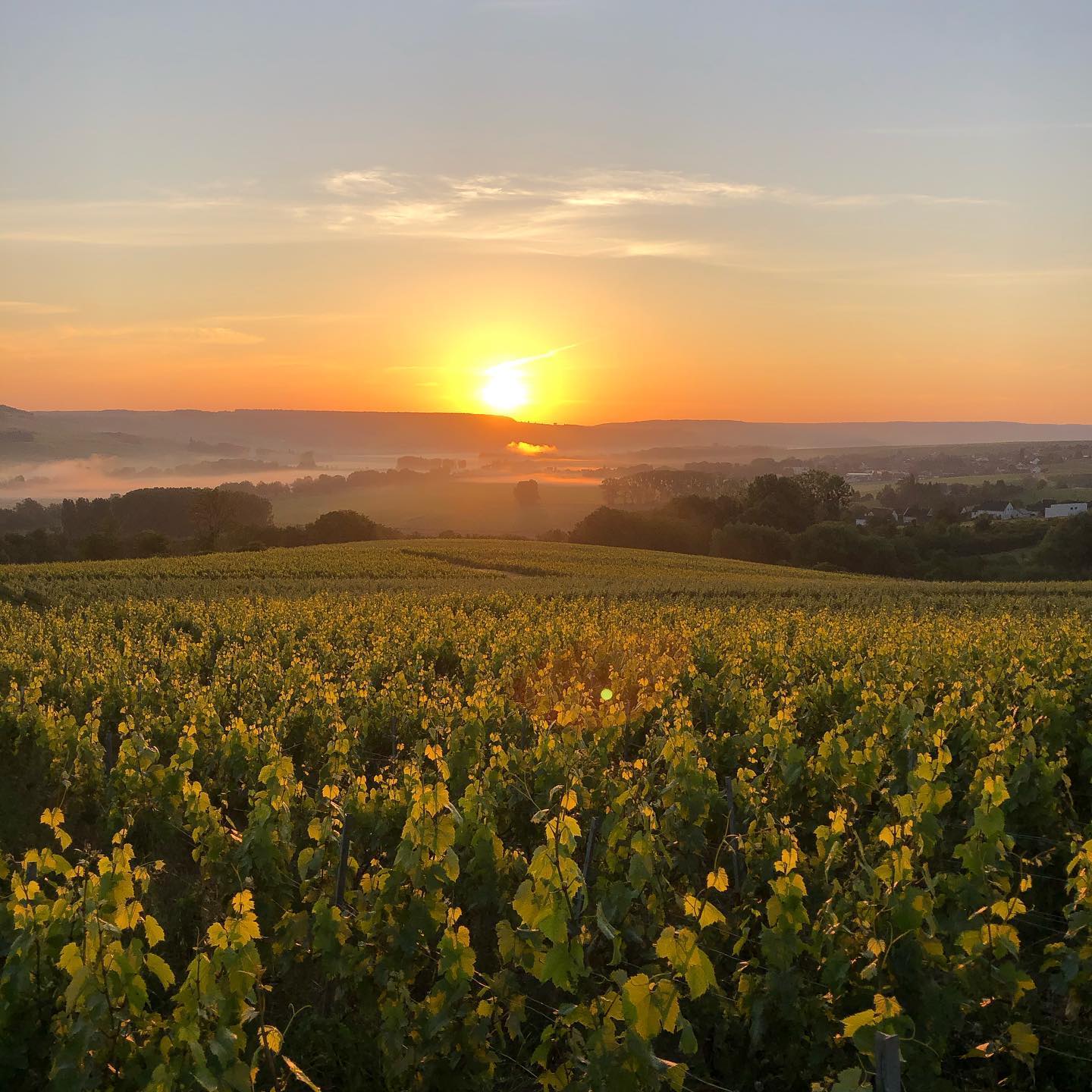Champagne Alexis Leconte à Troissy