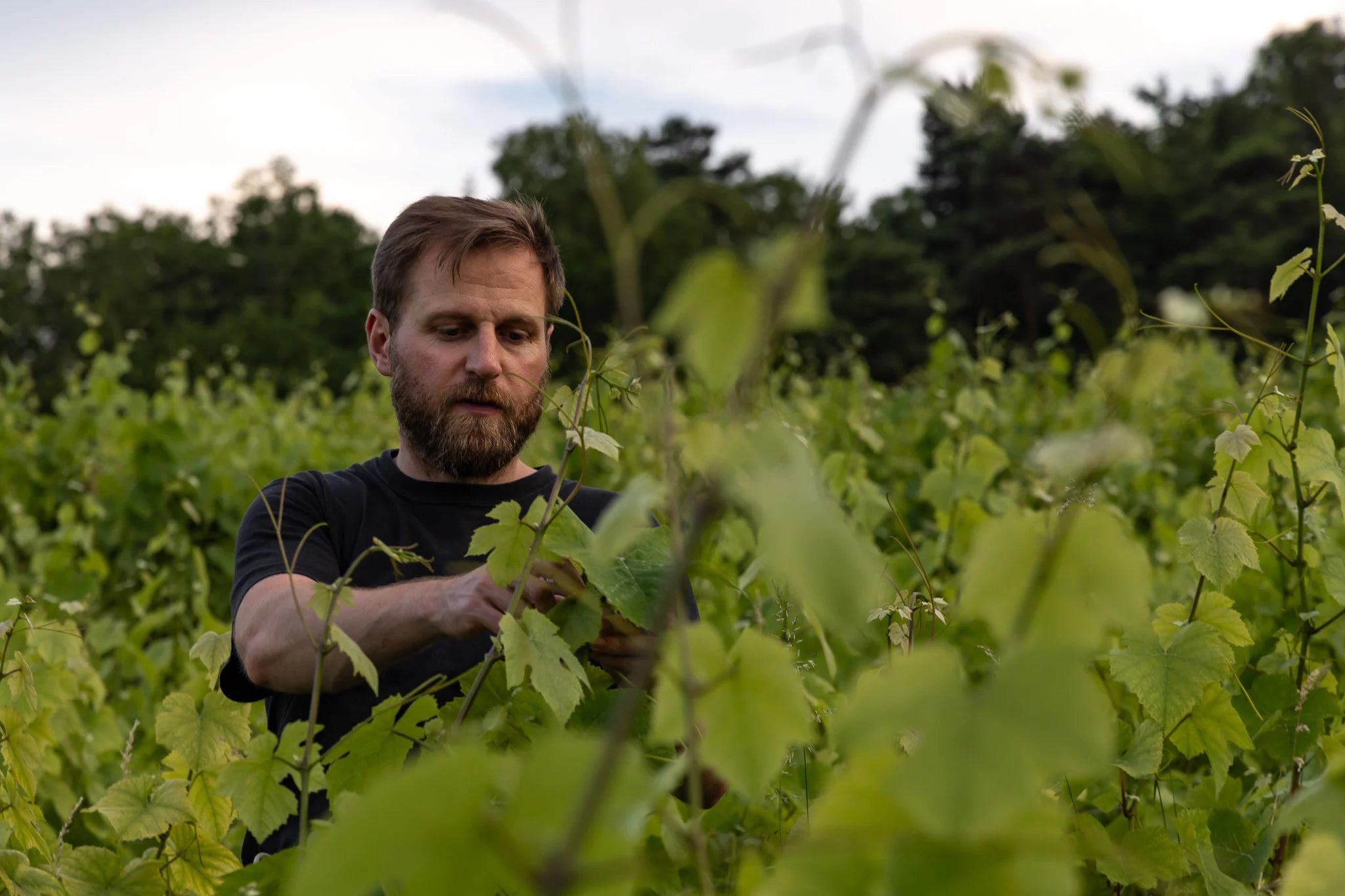 Champagne Brice Allouchery Vignes