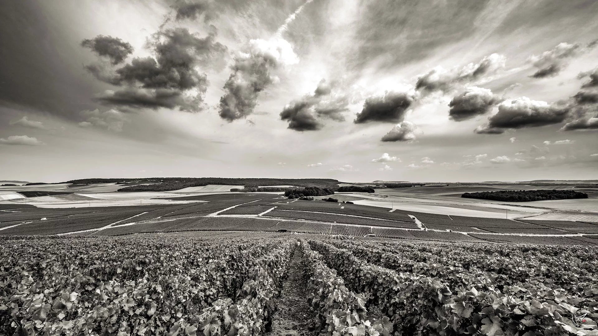 Champagne Clément & Fils Vignoble