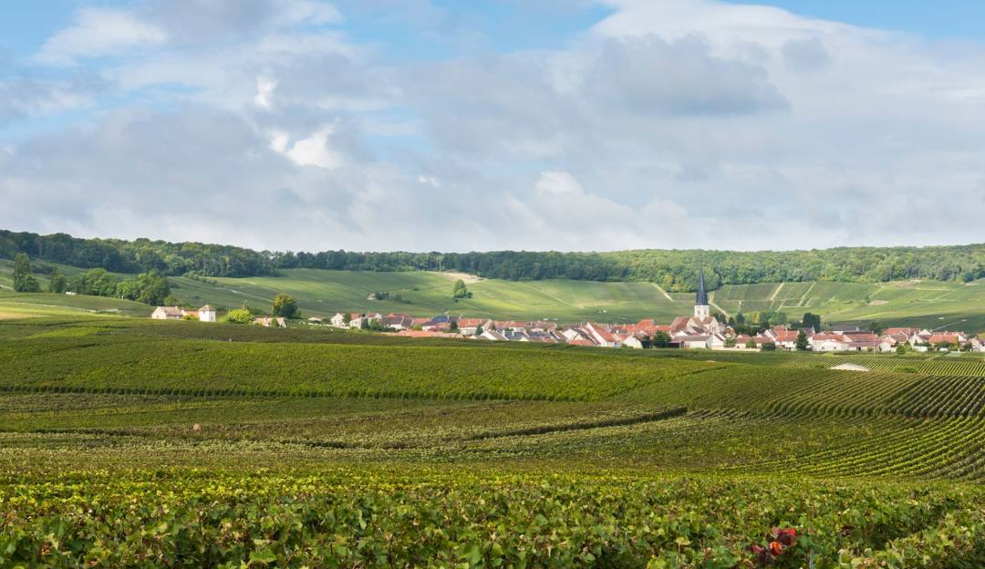 Champagne Clément Perseval à Chamery
