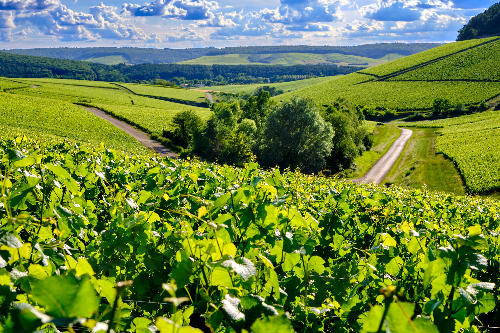 Champagne La Borderie dans la Côte des Bar