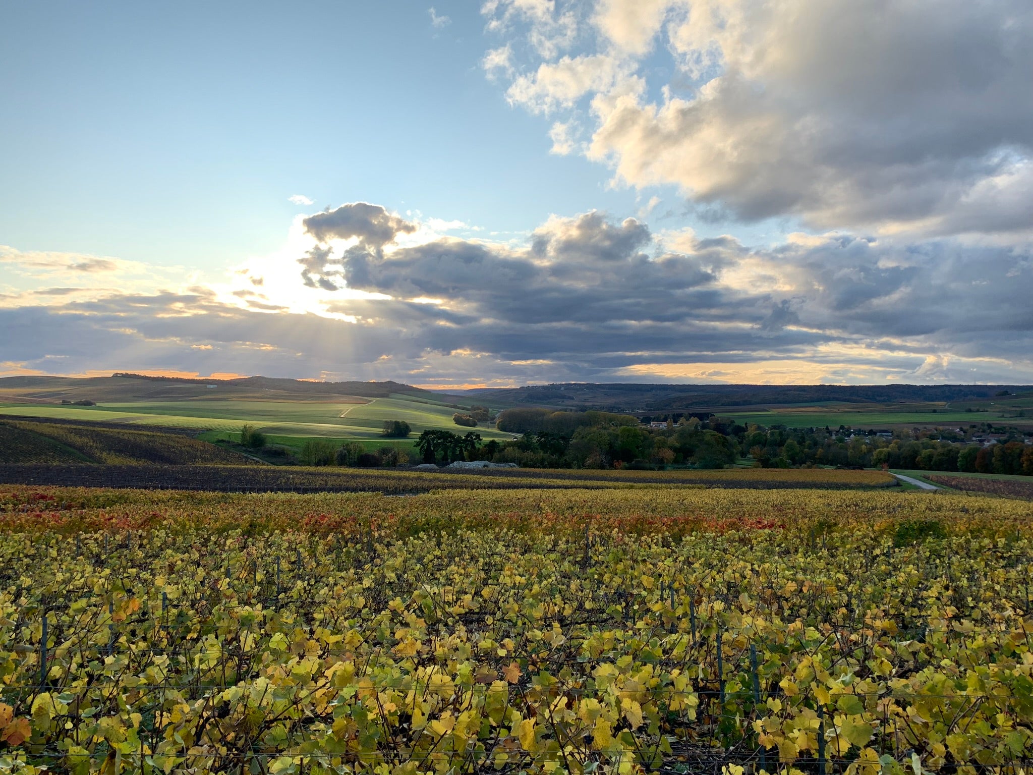 Champagne Domaine Méa Vignes