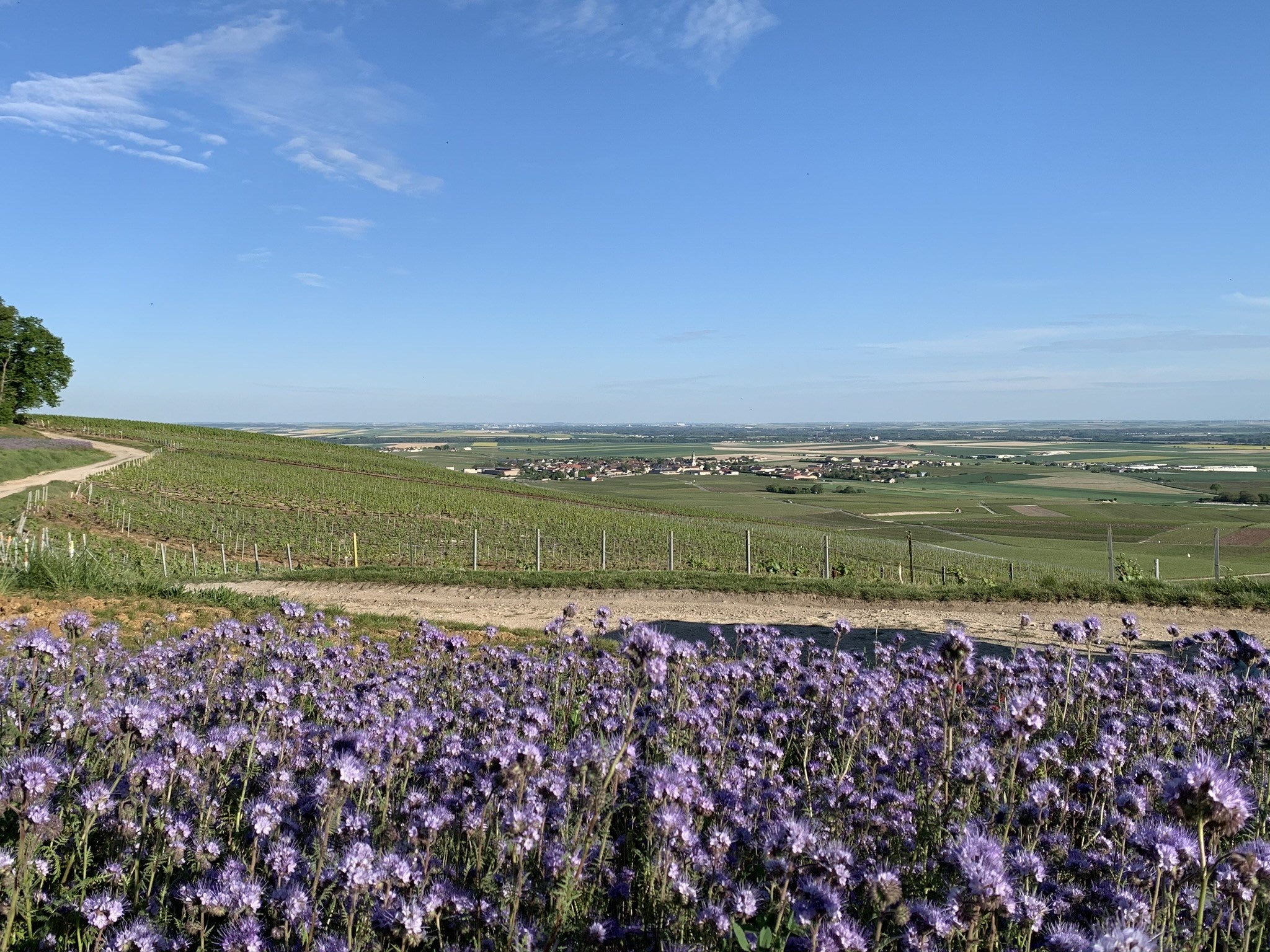 Champagne Domaine Méa Bouzy