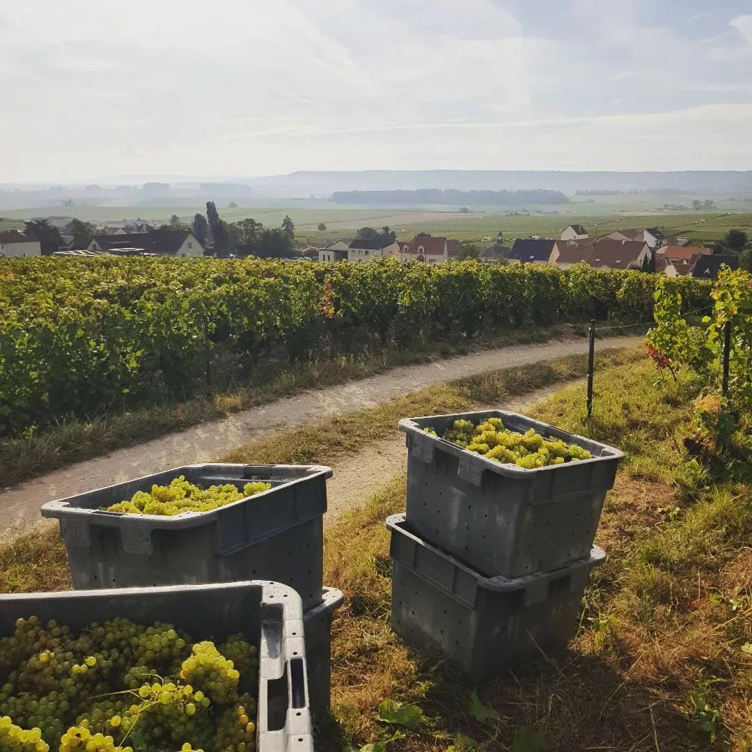 Champagne Émilien Allouchery Vignes