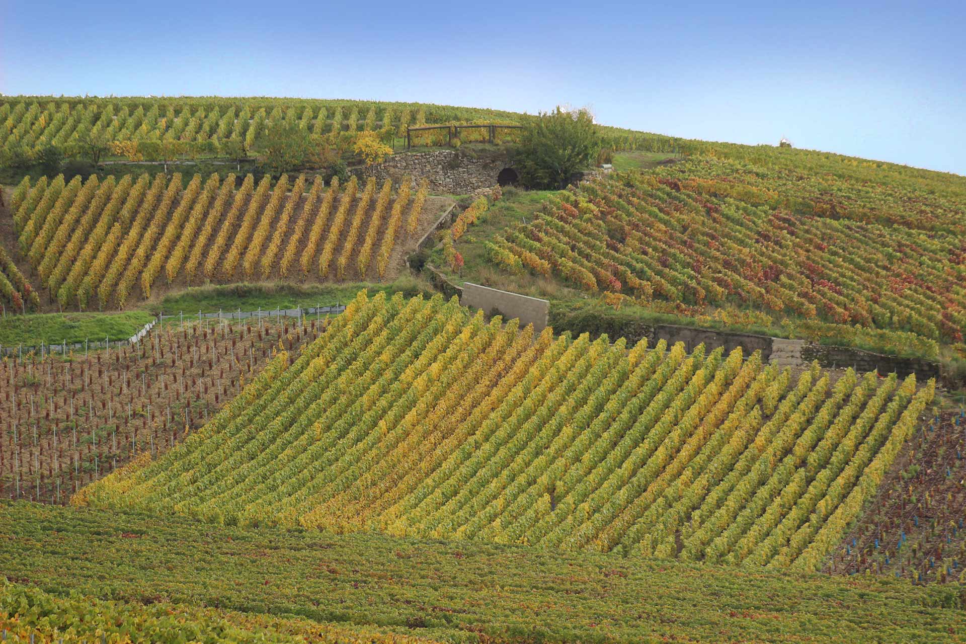 Champagne Geoffroy Vignes