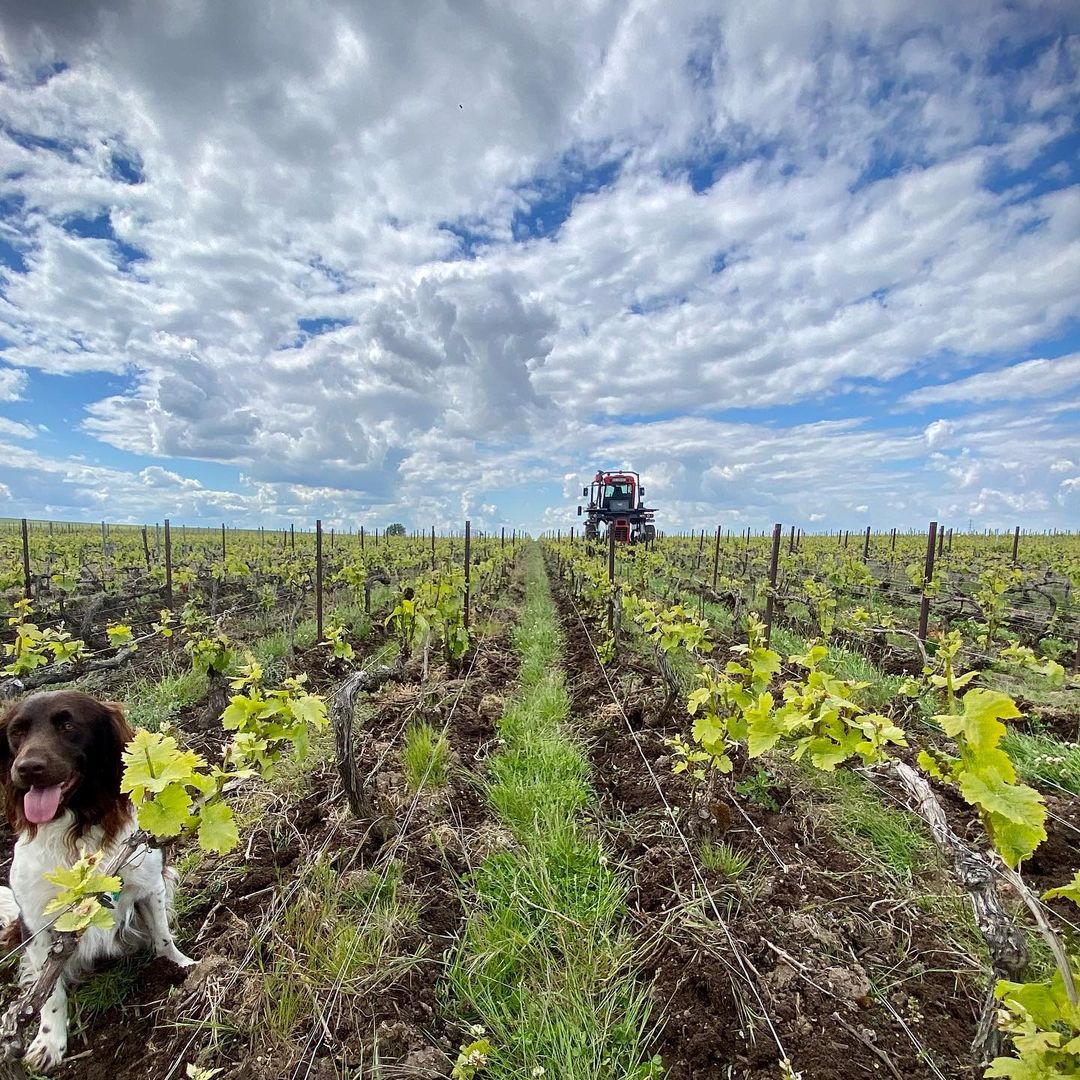 Champagne Godmé-Guillaume Vignes