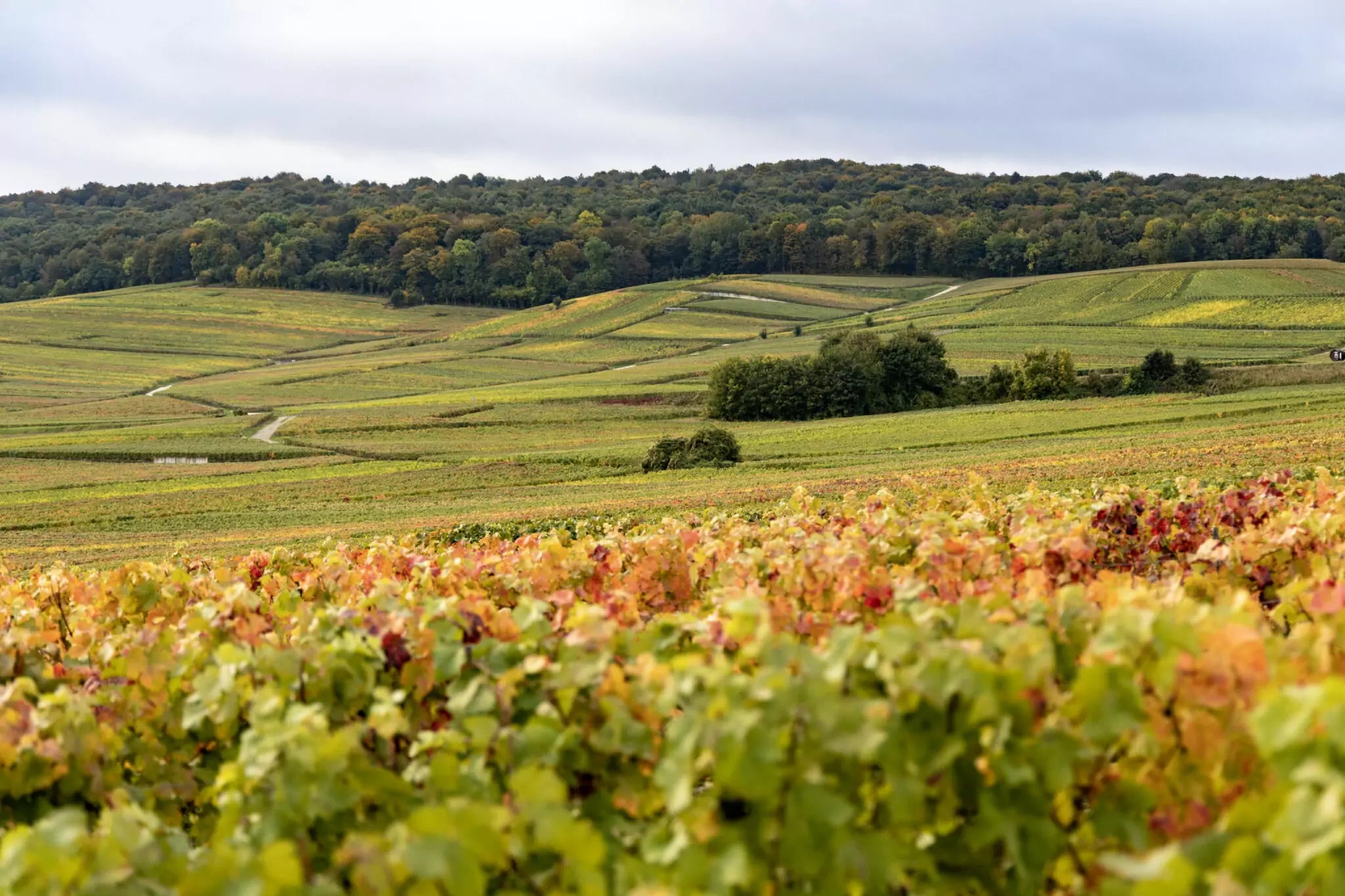 Champagne Gounel-Lassalle à Chigny-les-Roses