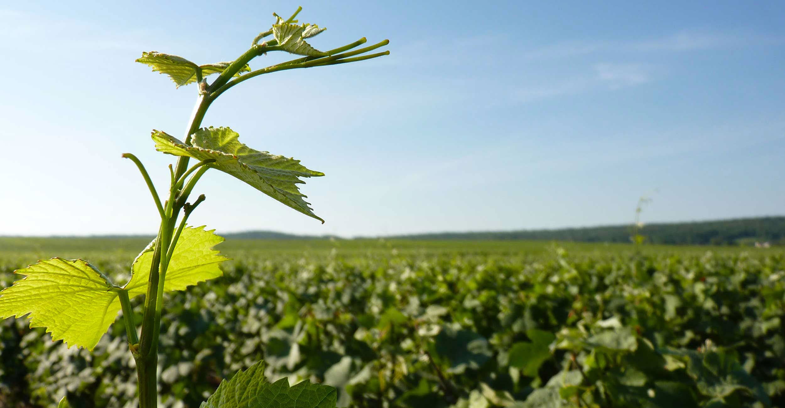 Champagne Huré Frères Vigne