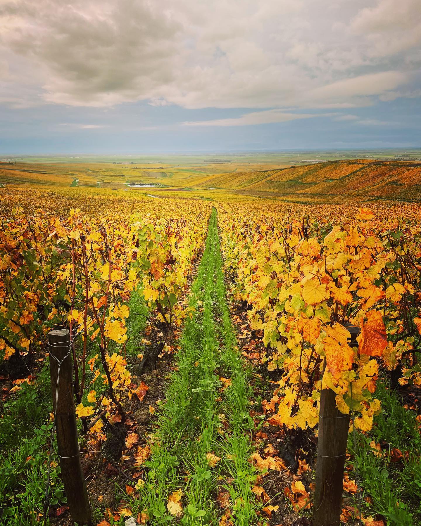 Champagne Les Frères Mignon à Cramant