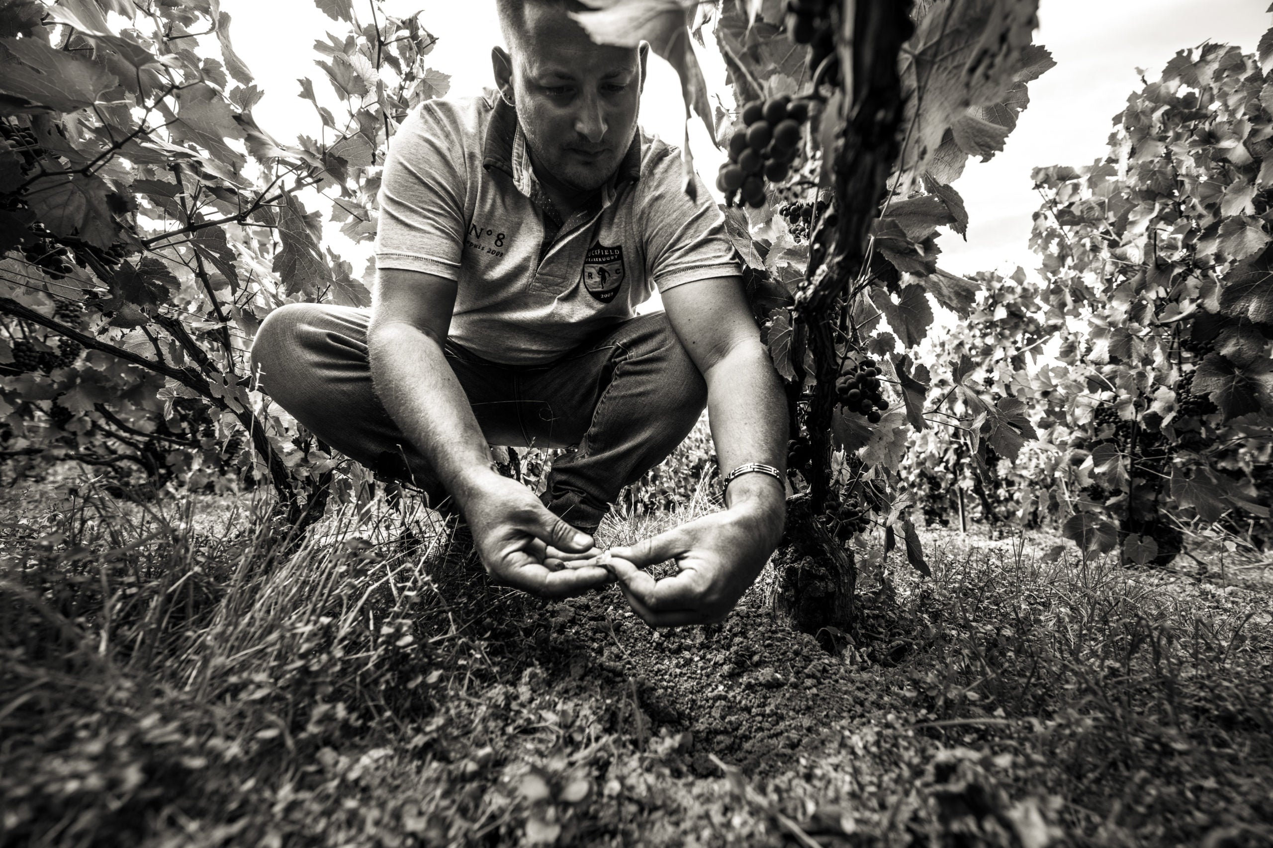 Champagne Maurice Choppin à Damery
