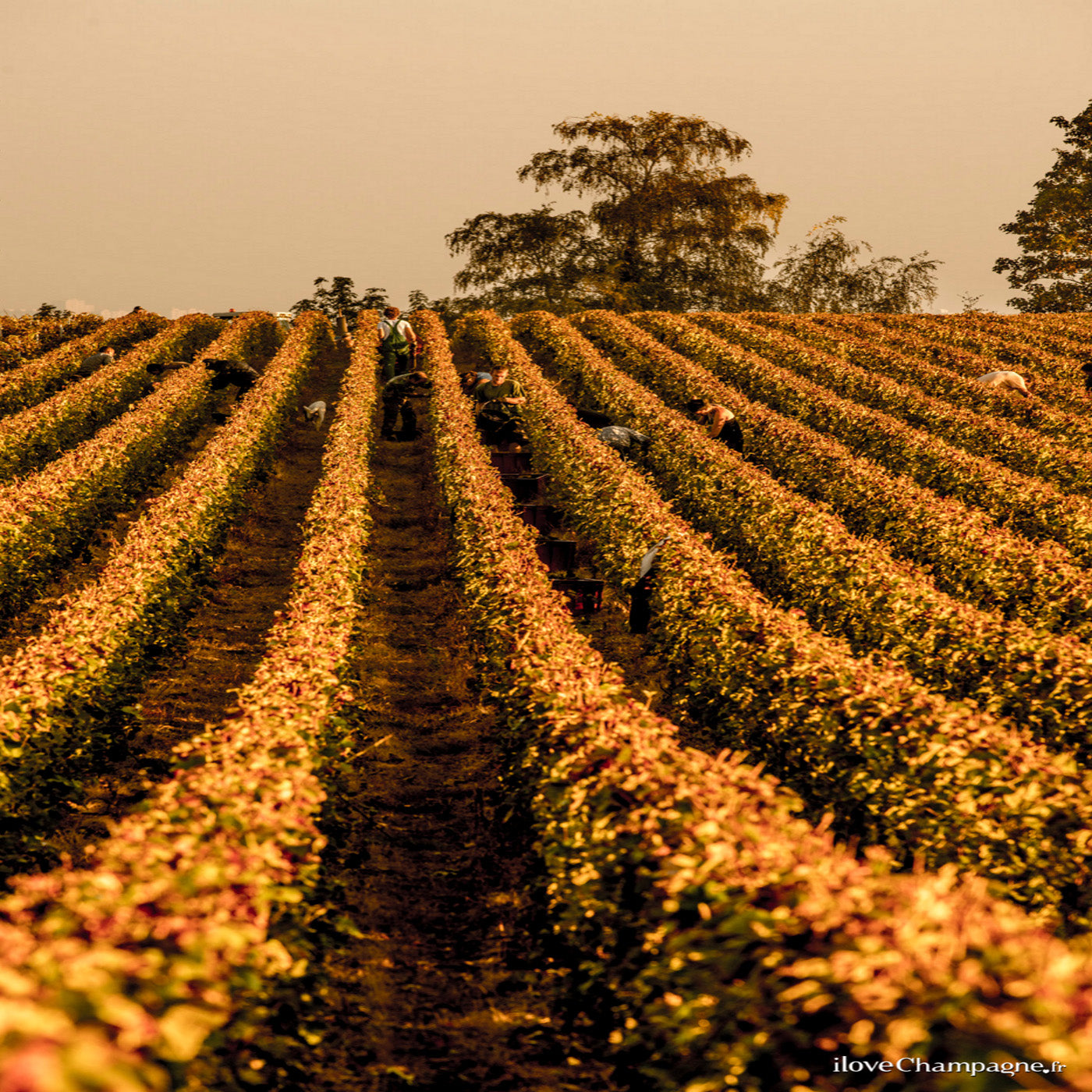 Champagne Nicolas Maillart à Écueil