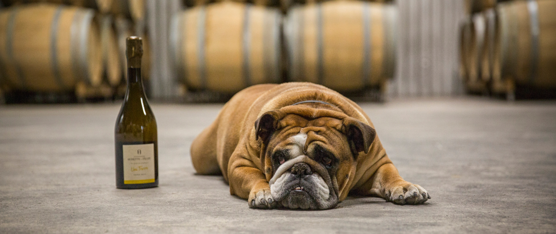 Champagne Oudiette et Filles Zizou