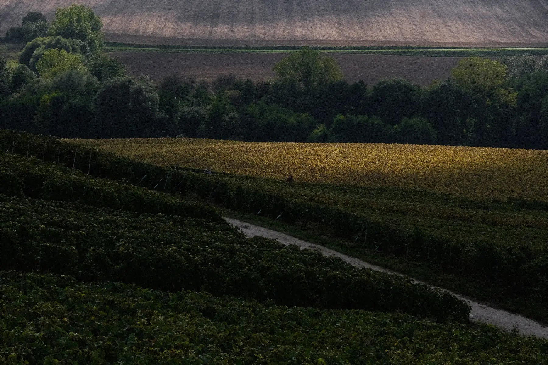 Champagne Patis Pluriel Vignes