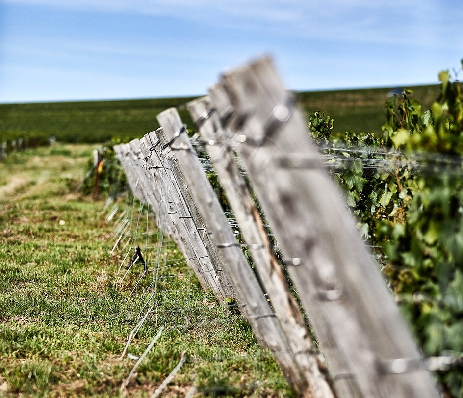 Champagne Pertois-Moriset au Mesnil-sur-Oger