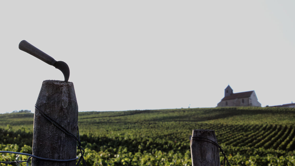 Champagnes R. Pouillon à Mareuil-sur-Ay