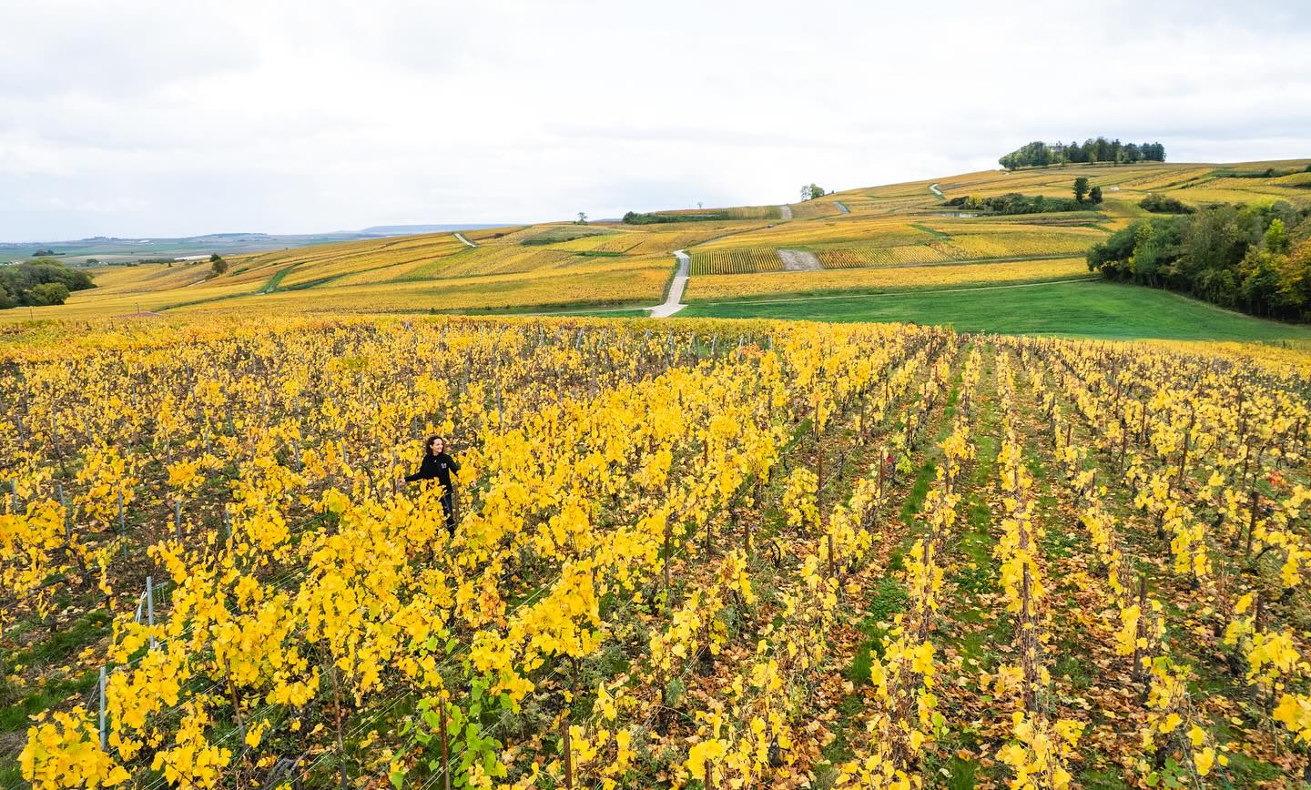 Champagne Sophie Cossy Jouy-lès-Reims