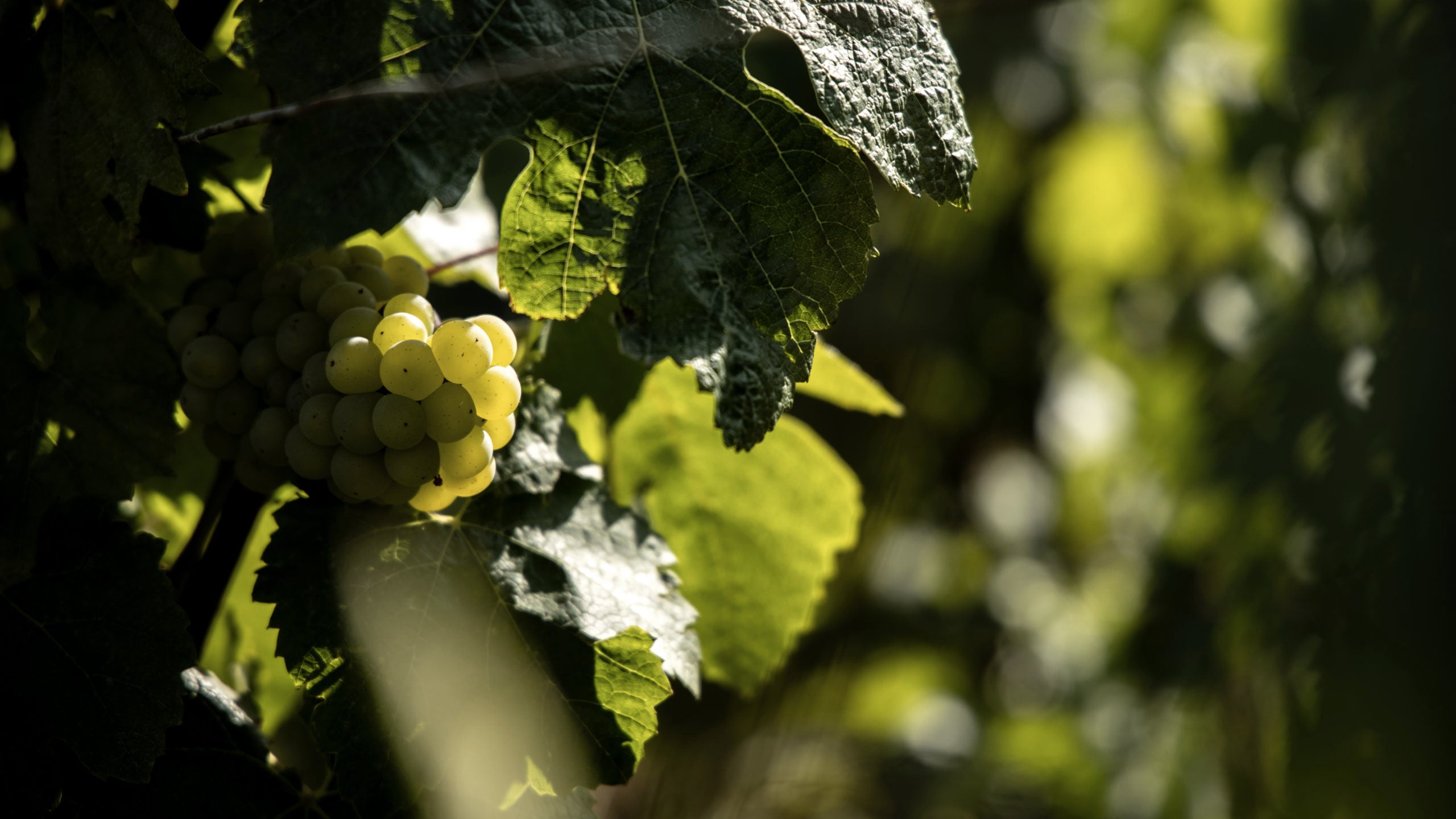 Champagne Stephane Regnault dans la Côte des Blancs