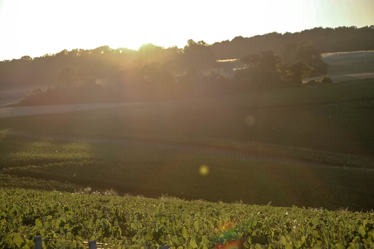 Champagne Sylvie Moreau à Saint-Euphraise-et-Clairizet
