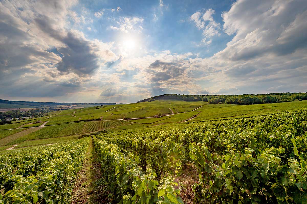 Champagne Tellier à Moussy