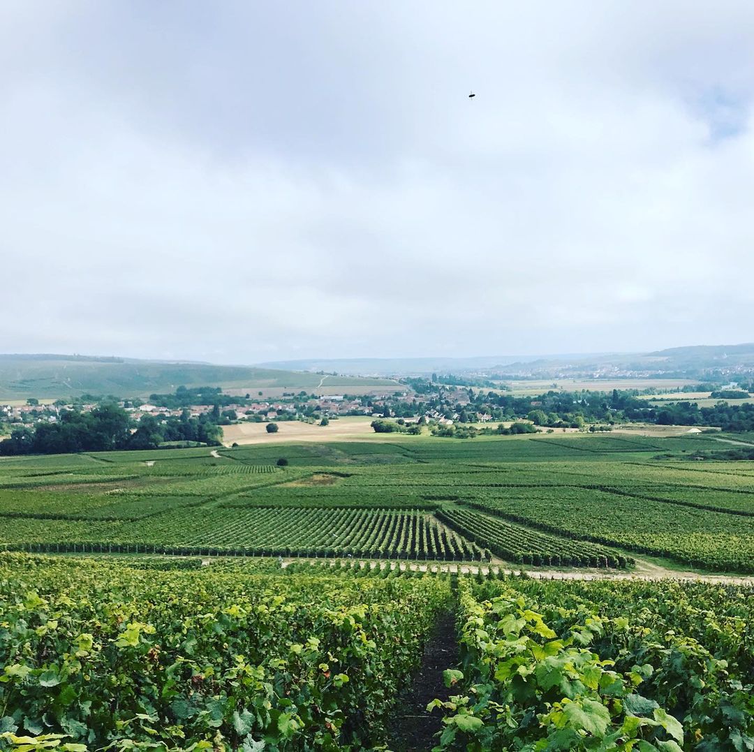 Champagne Tristan Hyest à Trélou-sur-Marne
