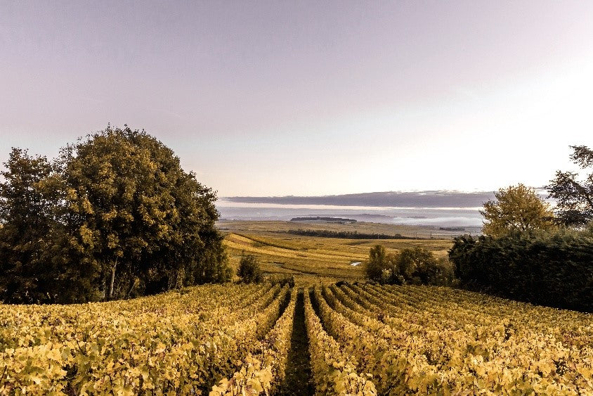 Champagne Vilmart & Cie, Rilly-la-Montagne 1er Cru