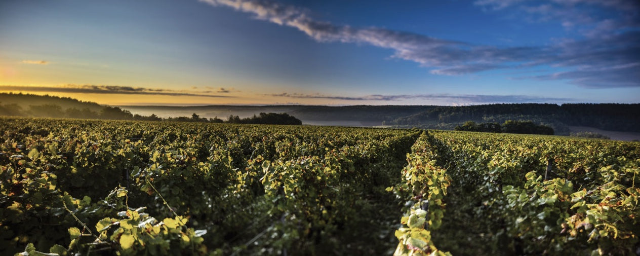 Champagne Vouette & Sorbée à Buxières-sur-Arce dans la Côte des Bar