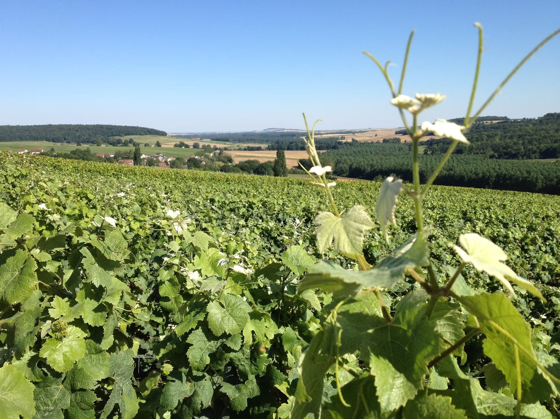 Vallée du Petit Morin