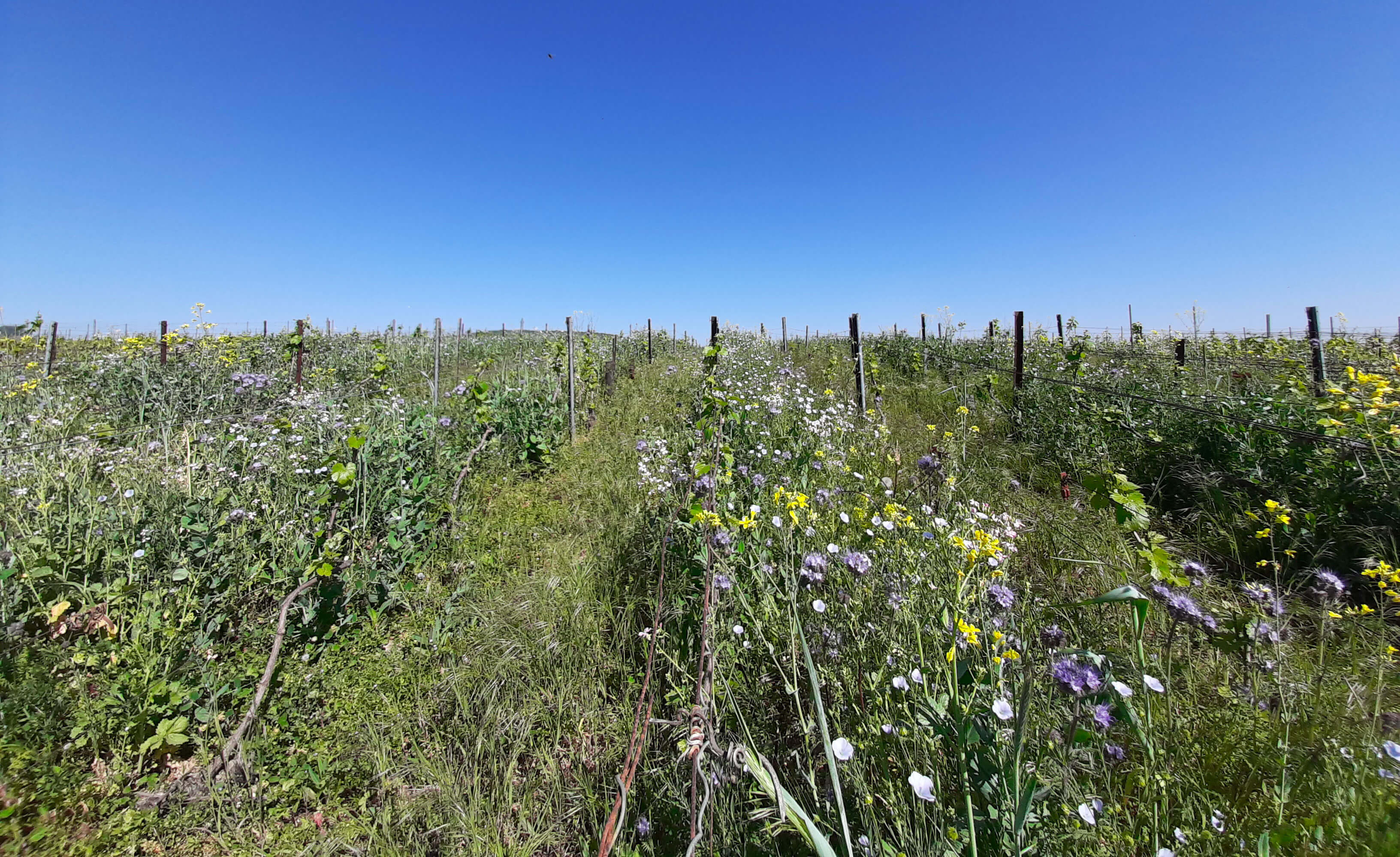 Champagnes biologiques