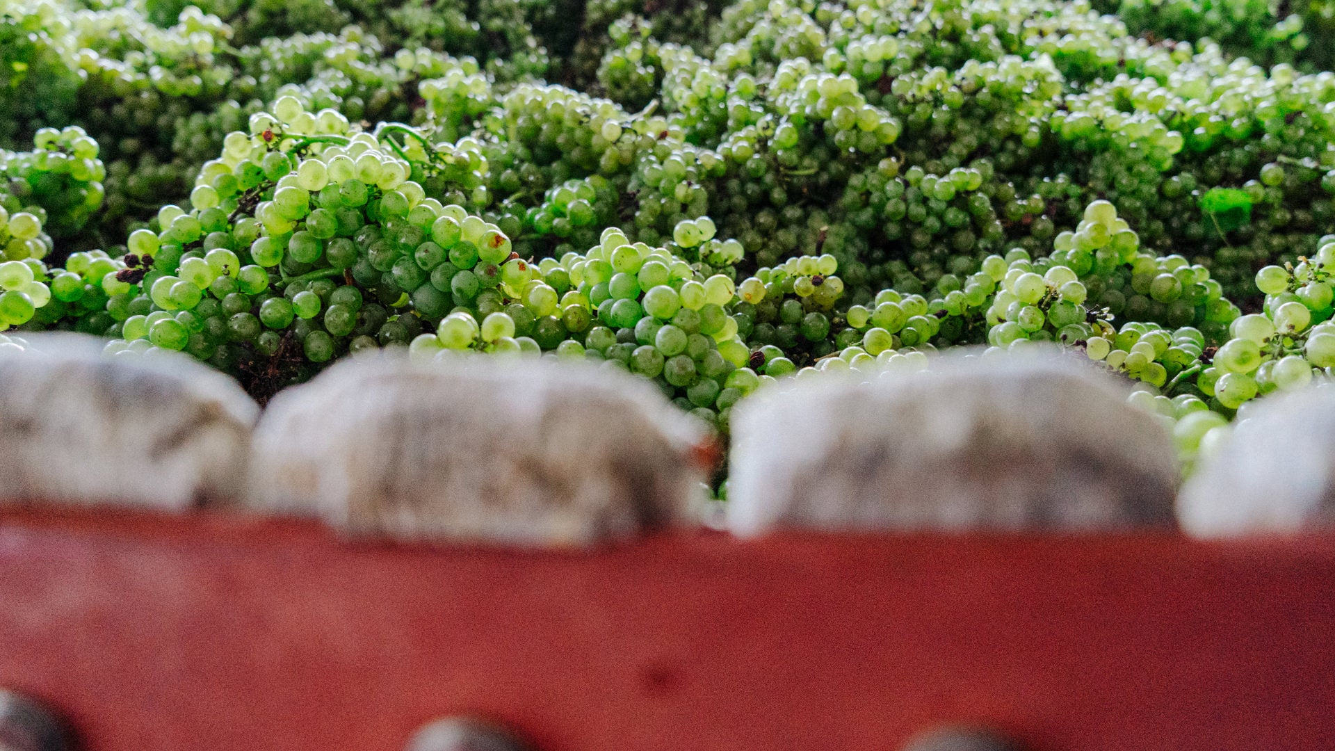 Champagne Bourgeois-Diaz Raisin