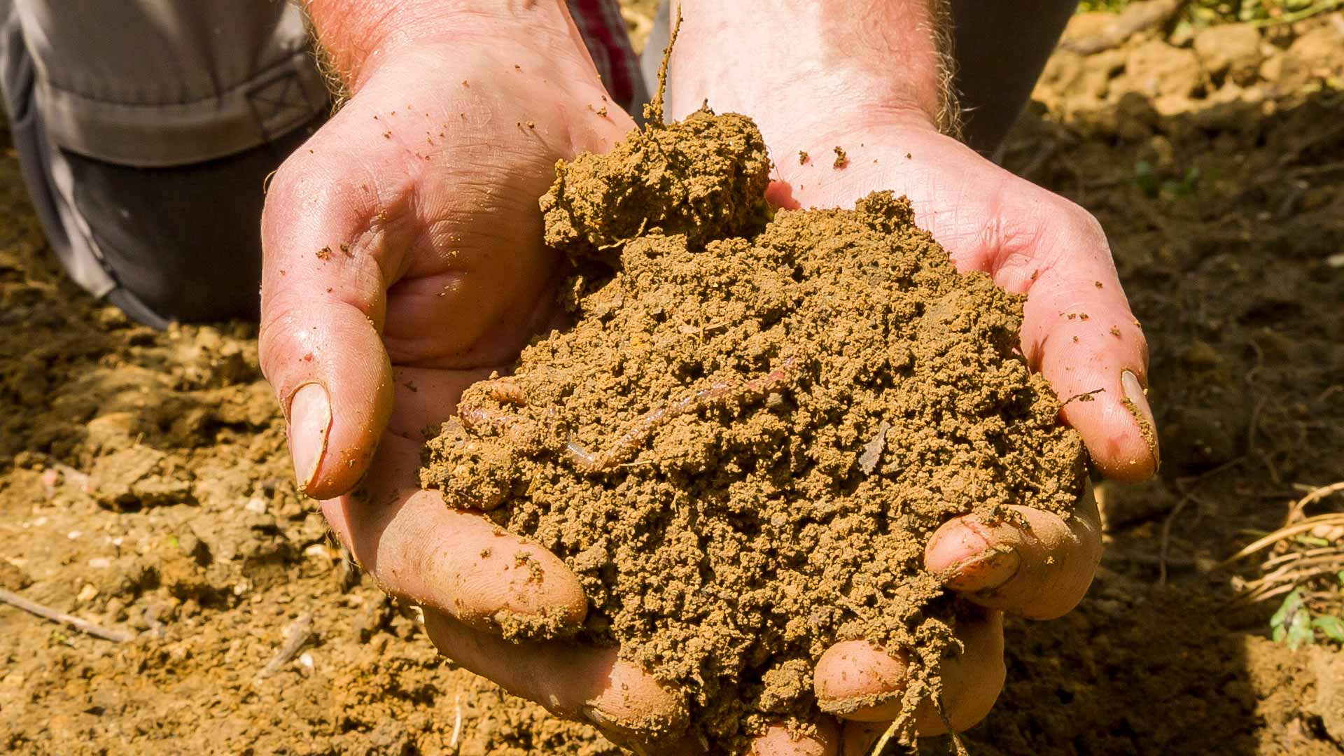 Champagne Christophe Mignon Les Mains dans la Terre