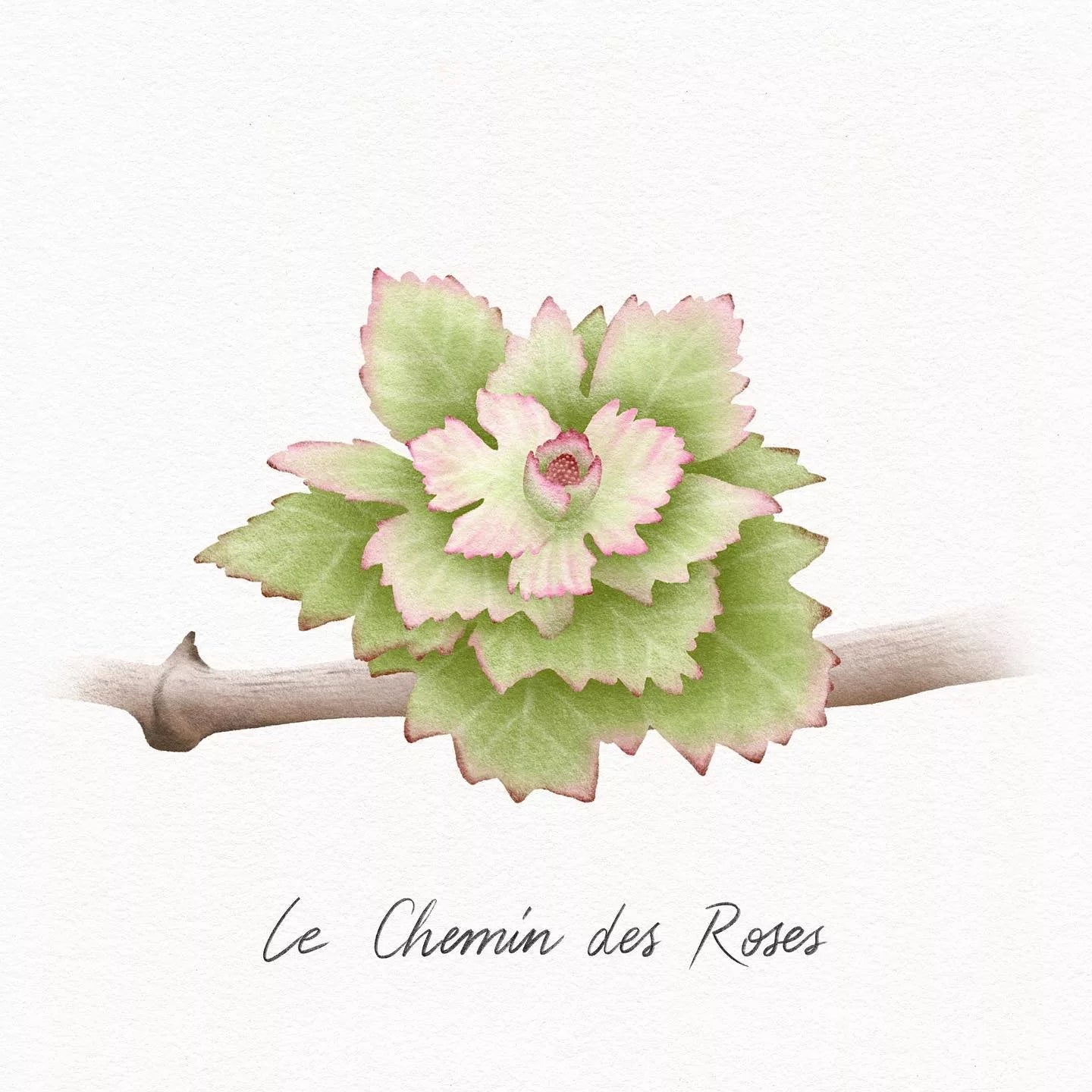 Leclere Minard - Le Chemin des Roses 2020