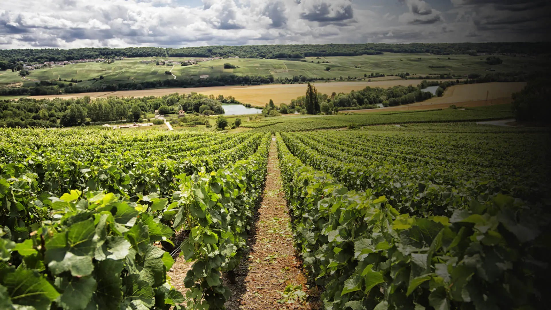 Champagne Domaine des Tuileries à Venteuil