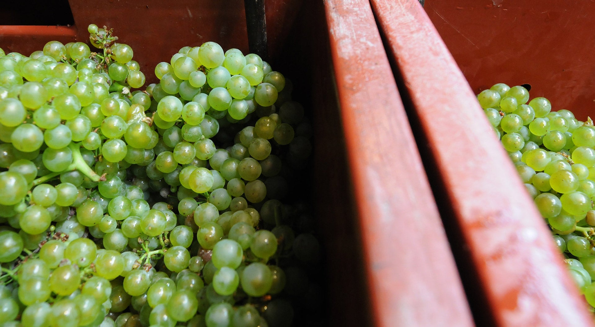 Champagne Doyard Vendanges