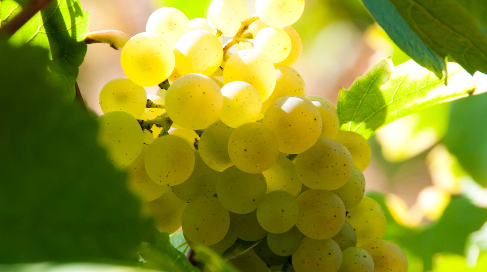 Champagne Hervé Jestin Chardonnay