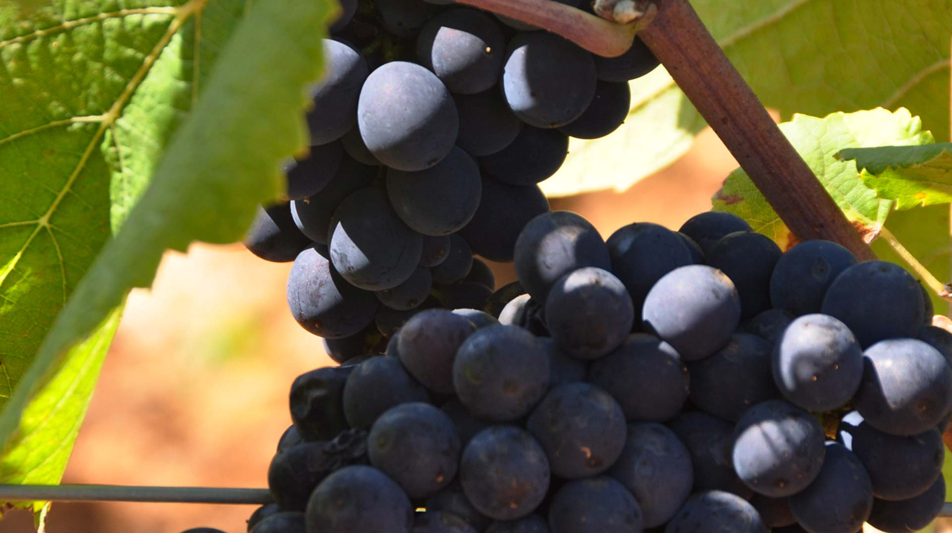 Champagne Hervé Jestin Pinot Noir