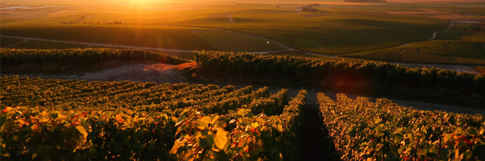 Champagne Waris Larmandier à Avize